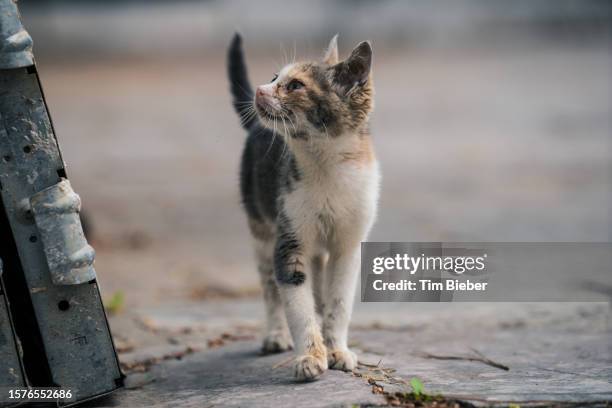 small cat waling towards camera. - to play cat and mouse stock pictures, royalty-free photos & images