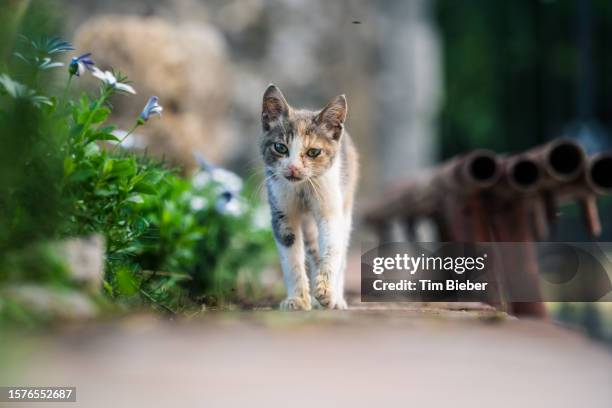 small cat waling towards camera. - to play cat and mouse stock pictures, royalty-free photos & images