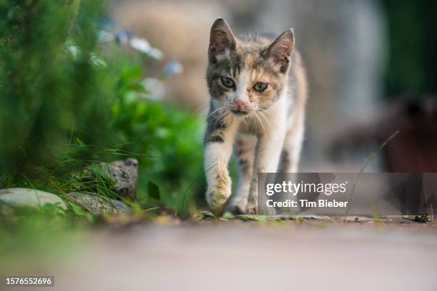 small cat waling towards camera. - to play cat and mouse stock pictures, royalty-free photos & images