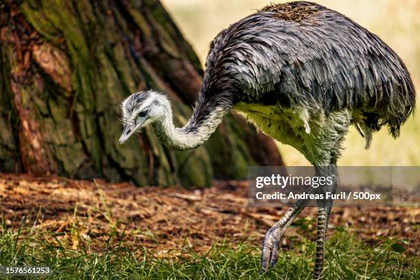 C Common Rhea 446 Common Rhea Stock Photos, High-Res Pictures, and Images - Getty Images