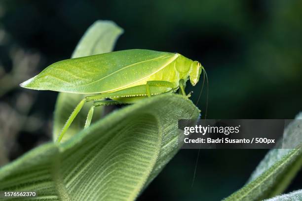 close-up of insect on leaf - katydid stock pictures, royalty-free photos & images