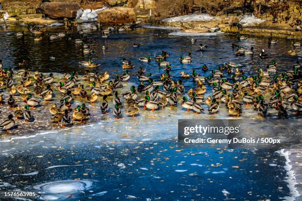 high angle view of ducks swimming in lake,chicago,illinois,united states,usa - illinois imagens e fotografias de stock