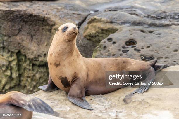 close-up of seal on rock at beach,california,united states,usa - zalophus californianus imagens e fotografias de stock