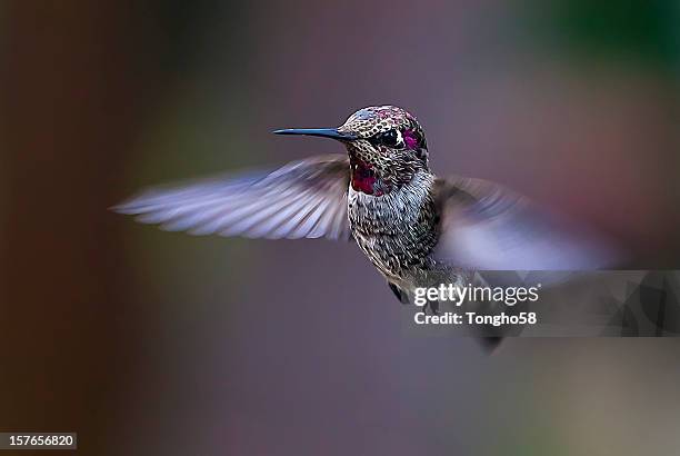 flying anna's hummingbird - hummingbird photos et images de collection