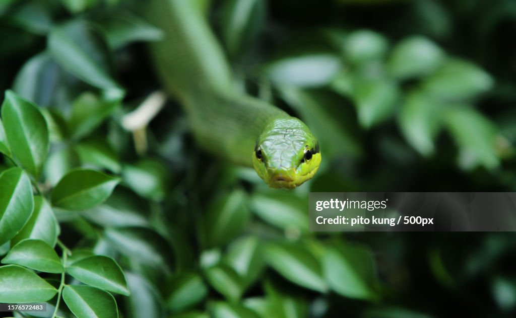 Close-up of green tree snake on plant