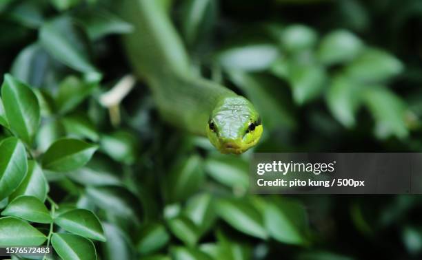 close-up of green tree snake on plant - opheodrys aestivus stock pictures, royalty-free photos & images