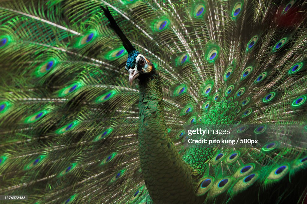 Full frame shot of peacock
