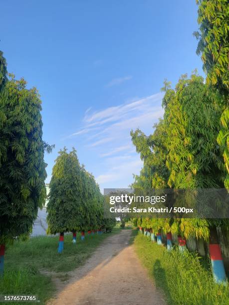 Empty Road Amidst Trees Against Sky, Stock-Foto
