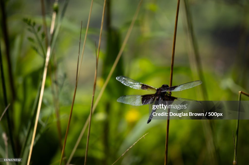Close-up of butterfly on grass,Great Barrington,Massachusetts,United States,USA