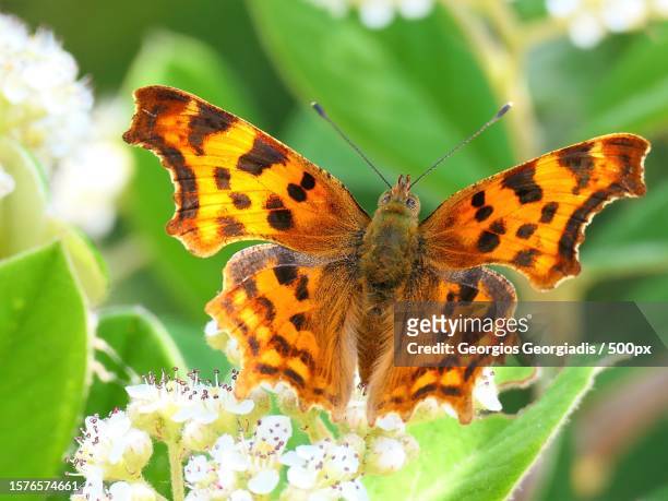 close-up of butterfly pollinating on flower - comma butterfly stock pictures, royalty-free photos & images