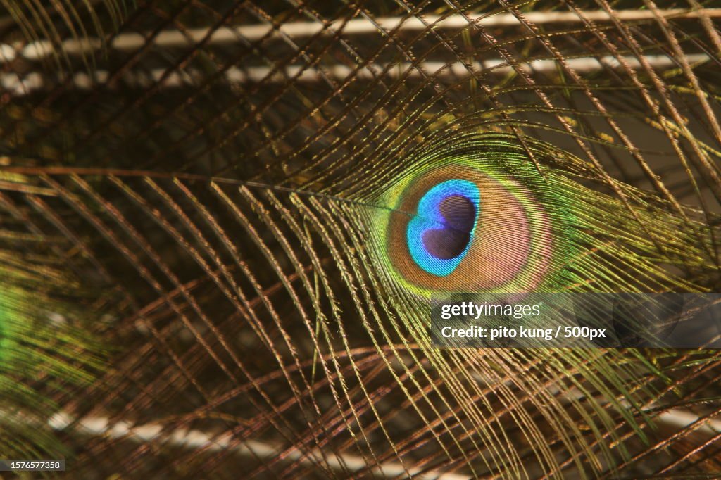 Close-up of peacock feather