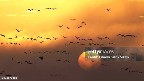 silhouette of birds flying against sky during sunset,izunuma,japan - izunuma stock pictures, royalty-free photos & images