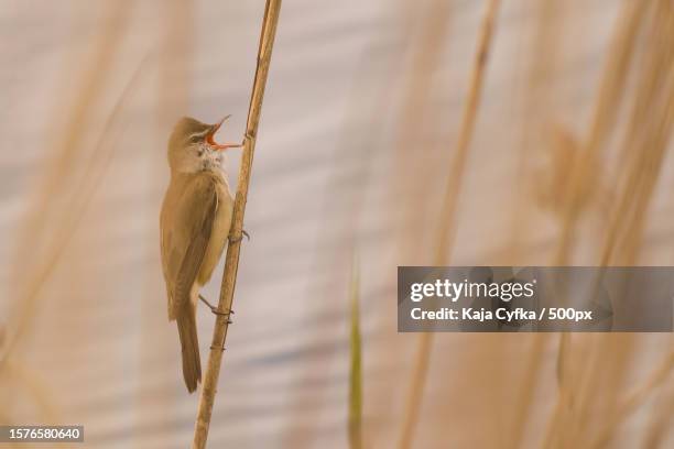 close-up of songbird perching on plant - bulbuls stock pictures, royalty-free photos & images