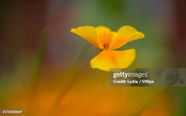 close-up of yellow flowering plant - lydia stock pictures, royalty-free photos & images