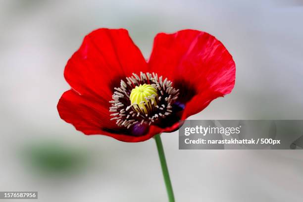 close-up of red poppy flower - pavot sauvage photos et images de collection