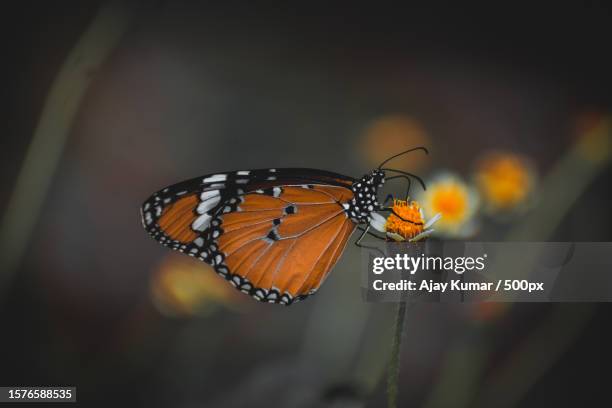 close-up of butterfly pollinating on flower - tiger swallowtail butterfly stock pictures, royalty-free photos & images