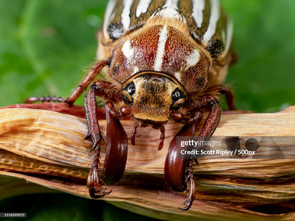 Close-up of insect on wood,Beaverton,Oregon,United States,USA