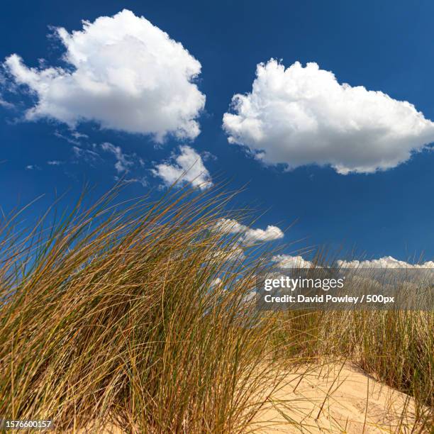 low angle view of grass against sky - sunny days stock pictures, royalty-free photos & images