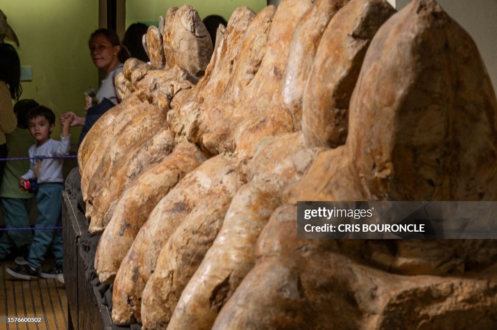 Colossus Remains People visit the Natural History Museum to see the fossilized remains ...