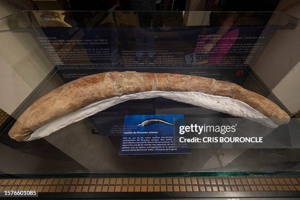 Floating Rib Racoon A floating rib, 120 centimeters long, is exhibited among the recently ...