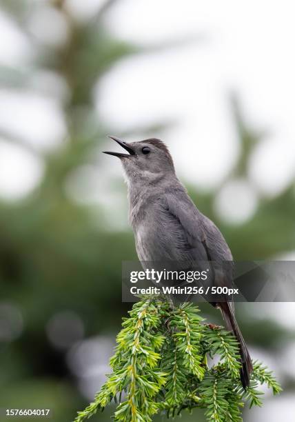 close-up of songpasserine bird perching on branch - gray catbird stock pictures, royalty-free photos & images