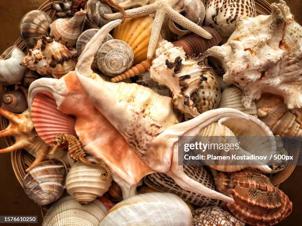 full frame shot of seashells,bulgaria - concha de amêijoa imagens e fotografias de stock