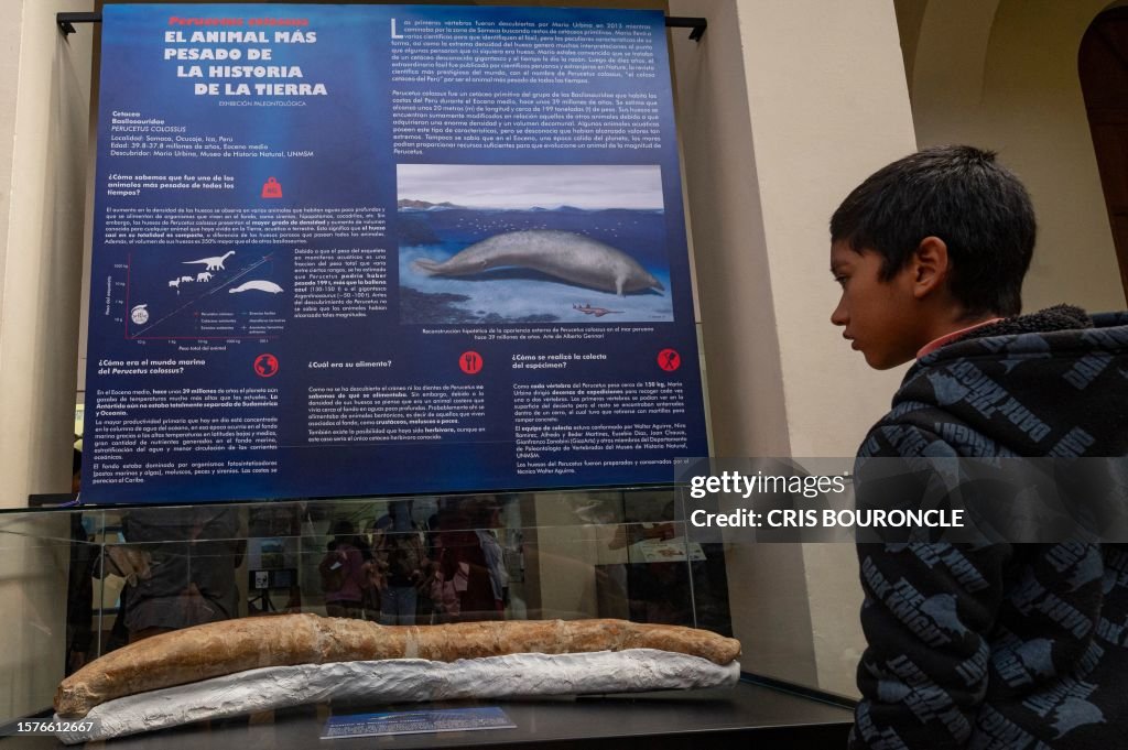 Perucetus A boy looks at the fossilized remains of the Perucetus colossus, a ...