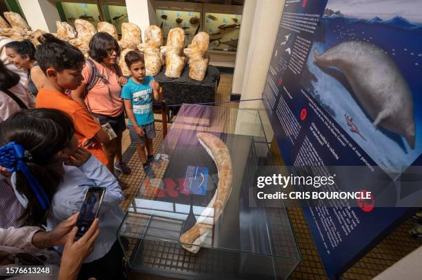 People visit the Natural History Museum to see the fossilized remains of the Perucetus colossus, a primitive cetacean belonging to the Basilosauridae...