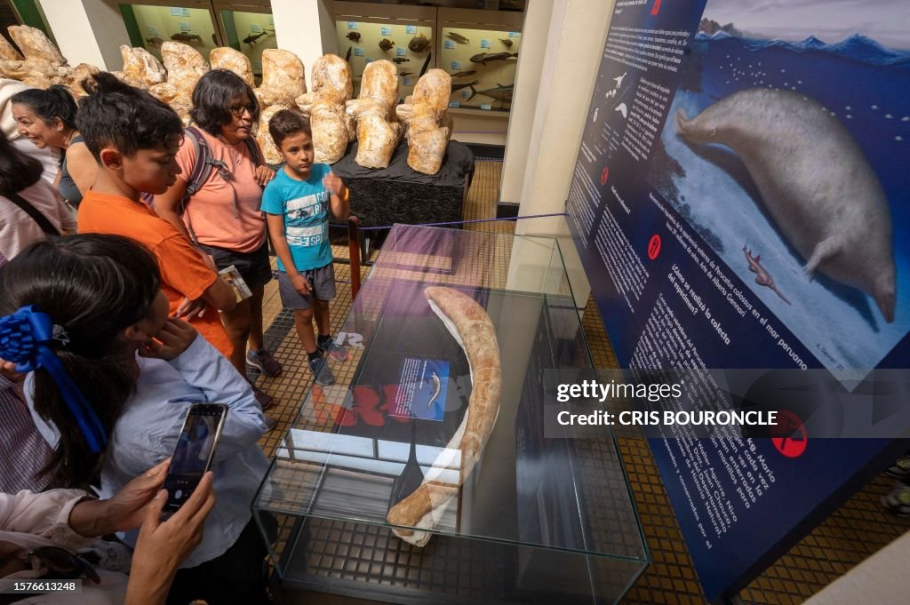 Colossus Remains People visit the Natural History Museum to see the fossilized remains ...