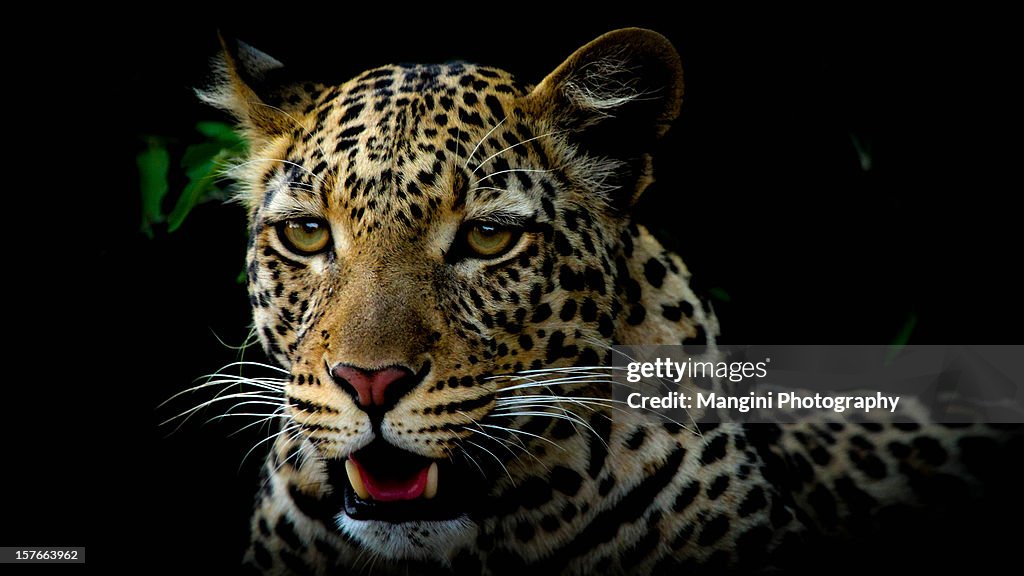 The eye of the leopard