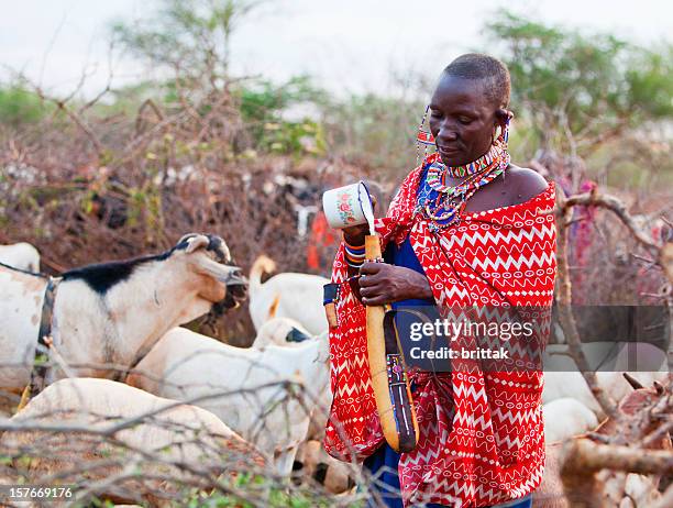 jovem mulher maasai verter o leite para calabash caprinos - a beautiful masai woman imagens e fotografias de stock