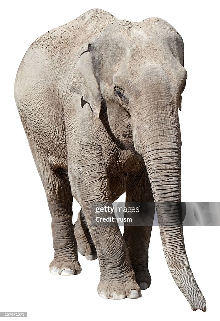 Éléphant avec un Tracé de détourage sur fond blanc