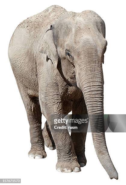 elephant with clipping path on white background - asian elephant stock pictures, royalty-free photos & images