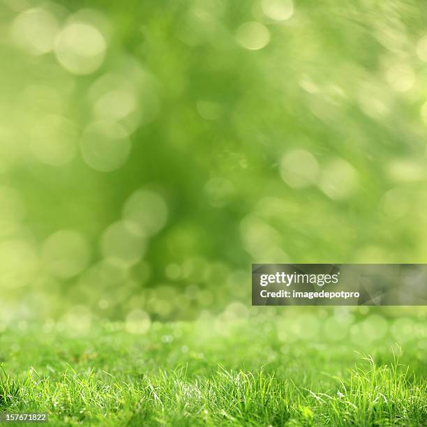 green grass - focus on foreground stock pictures, royalty-free photos & images