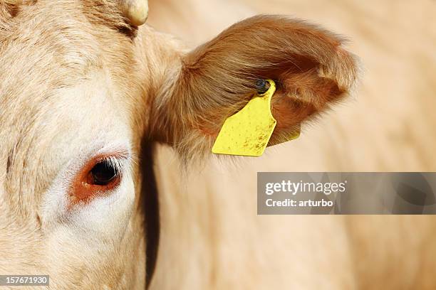 tagged young cow ear - cow eyes stock pictures, royalty-free photos & images