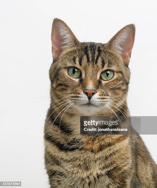 portrait of a tabby cat looking at the camera - animal head stock pictures, royalty-free photos & images