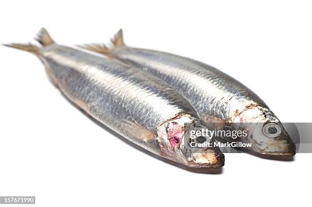 sardines - sprat fish stock pictures, royalty-free photos & images