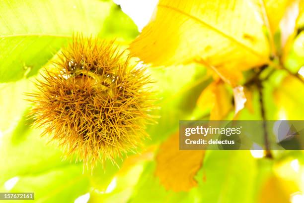 chestnut - spiked stock pictures, royalty-free photos & images
