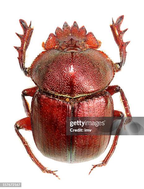 red dung beetle - beetle isolated stock pictures, royalty-free photos & images