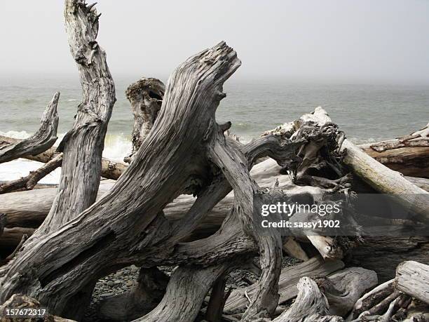 driftwood pacific ocean coast - minder verzadiging stockfoto's en -beelden