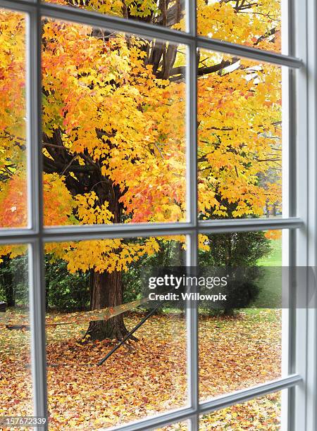 autumn leaves through back yard bay window - window with view on garden stockfoto's en -beelden