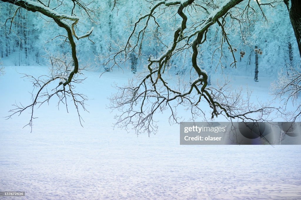 Frosty winter trees against park