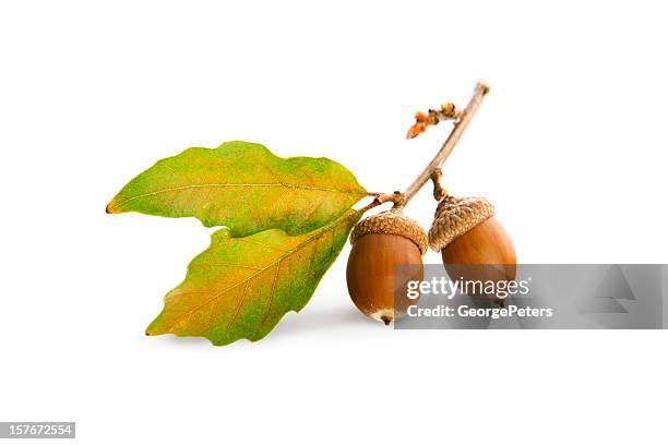 acorns and oak leaves isolated on white - isolated twig stockfoto's en -beelden