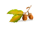 Acorns and Oak Leaves Isolated On White