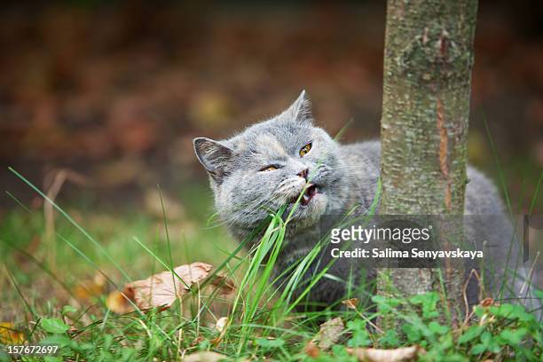cat eating green grass - cat eating stock pictures, royalty-free photos & images