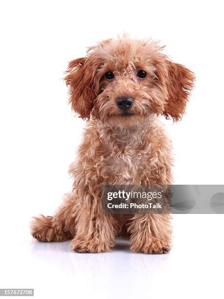 cute little teddy bear puppy studio shot - poodle stockfoto's en -beelden