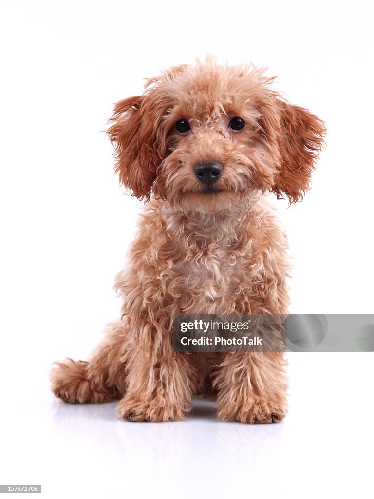 Cute Little Teddy Bear Puppy Studio Shot