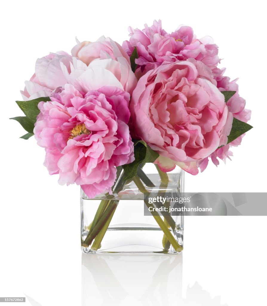 Pink Peonies on white background