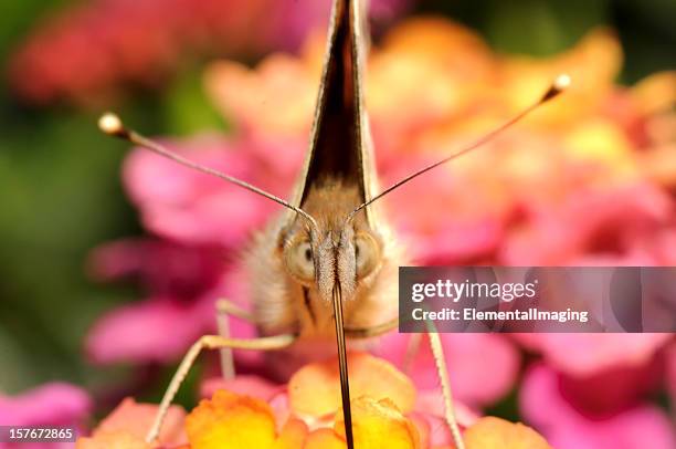 macro insect painted lady butterfly (vanessa cardui) face - painted lady butterfly stock pictures, royalty-free photos & images