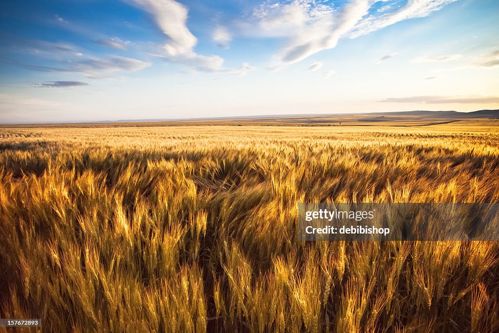 Wheat Field Swaying Under The Sun